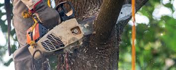 Best Fruit Tree Pruning  in Lakeland, NY